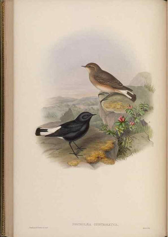 Reproducción/Reproduction 48630427187: Birds of Asia / by John Gould.. London :Printed by Taylor and Francis, pub. by the author,1850-1883.. 