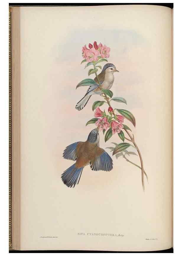 Reproducción/Reproduction 48629918678: Birds of Asia / by John Gould.. London :Printed by Taylor and Francis, pub. by the author,1850-1883.. 
