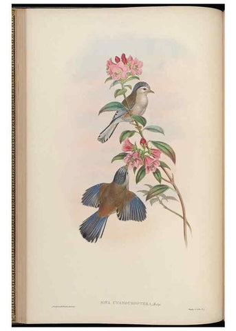 Reproducción/Reproduction 48629918678: Birds of Asia / by John Gould.. London :Printed by Taylor and Francis, pub. by the author,1850-1883.. 