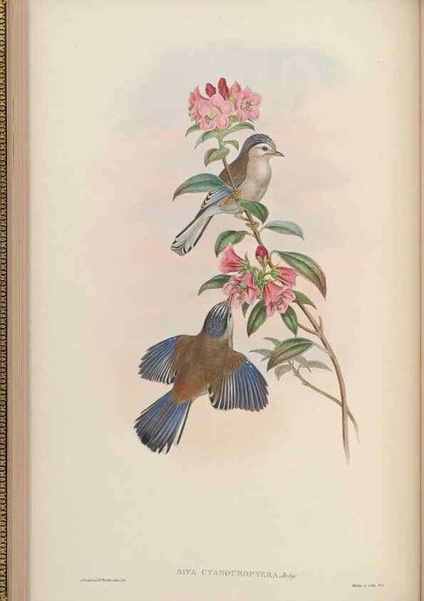 Reproducción/Reproduction 48629918678: Birds of Asia / by John Gould.. London :Printed by Taylor and Francis, pub. by the author,1850-1883.. 