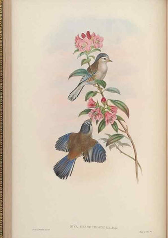 Reproducción/Reproduction 48629918678: Birds of Asia / by John Gould.. London :Printed by Taylor and Francis, pub. by the author,1850-1883.. 