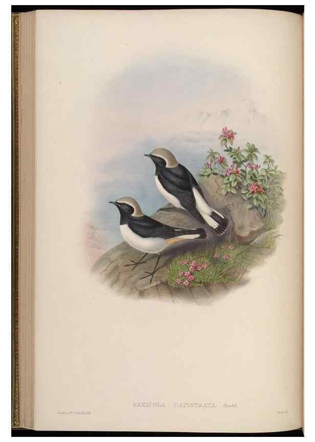 Reproducción/Reproduction 48630275296: Birds of Asia / by John Gould.. London :Printed by Taylor and Francis, pub. by the author,1850-1883.. 