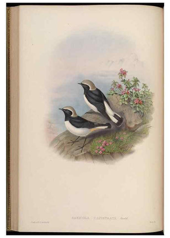 Reproducción/Reproduction 48630275296: Birds of Asia / by John Gould.. London :Printed by Taylor and Francis, pub. by the author,1850-1883.. 