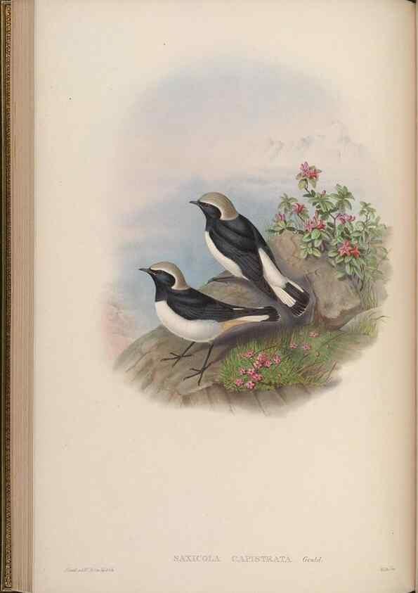Reproducción/Reproduction 48630275296: Birds of Asia / by John Gould.. London :Printed by Taylor and Francis, pub. by the author,1850-1883.. 
