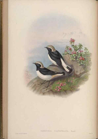 Reproducción/Reproduction 48630275296: Birds of Asia / by John Gould.. London :Printed by Taylor and Francis, pub. by the author,1850-1883.. 