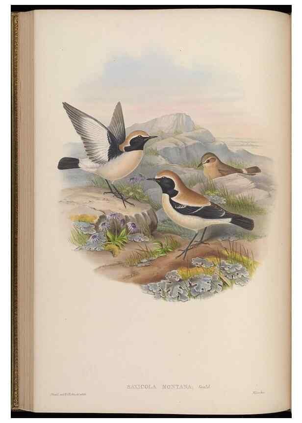 Reproducción/Reproduction 48629922478: Birds of Asia / by John Gould.. London :Printed by Taylor and Francis, pub. by the author,1850-1883.. 