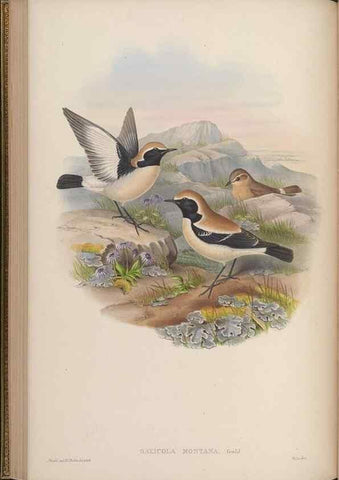 Reproducción/Reproduction 48629922478: Birds of Asia / by John Gould.. London :Printed by Taylor and Francis, pub. by the author,1850-1883.. 