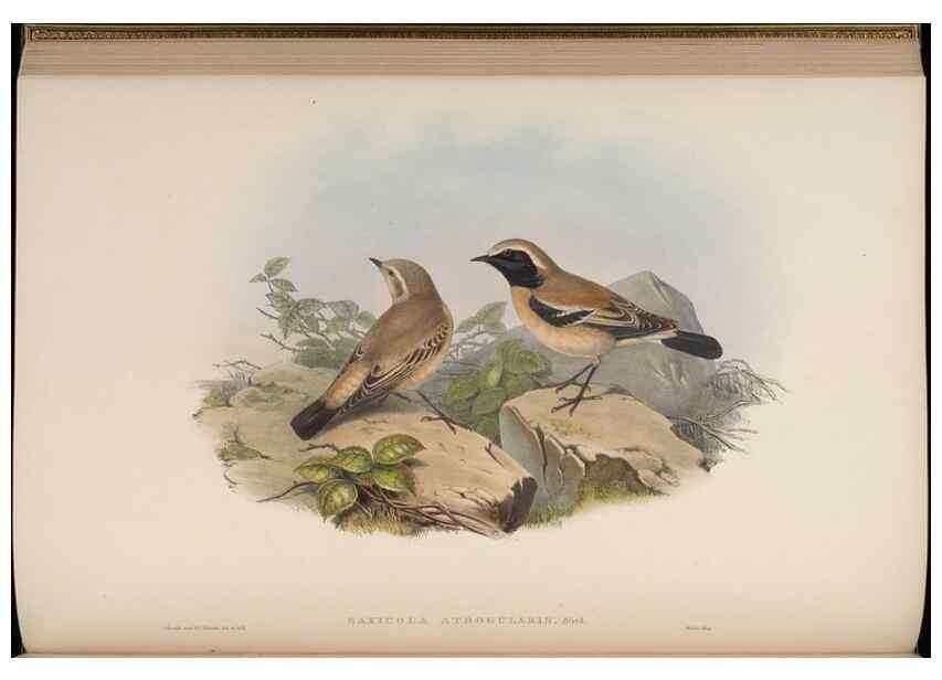 Reproducción/Reproduction 48630276691: Birds of Asia / by John Gould.. London :Printed by Taylor and Francis, pub. by the author,1850-1883.. 