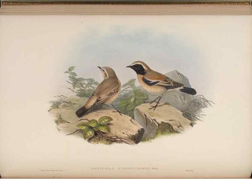 Reproducción/Reproduction 48630276691: Birds of Asia / by John Gould.. London :Printed by Taylor and Francis, pub. by the author,1850-1883.. 