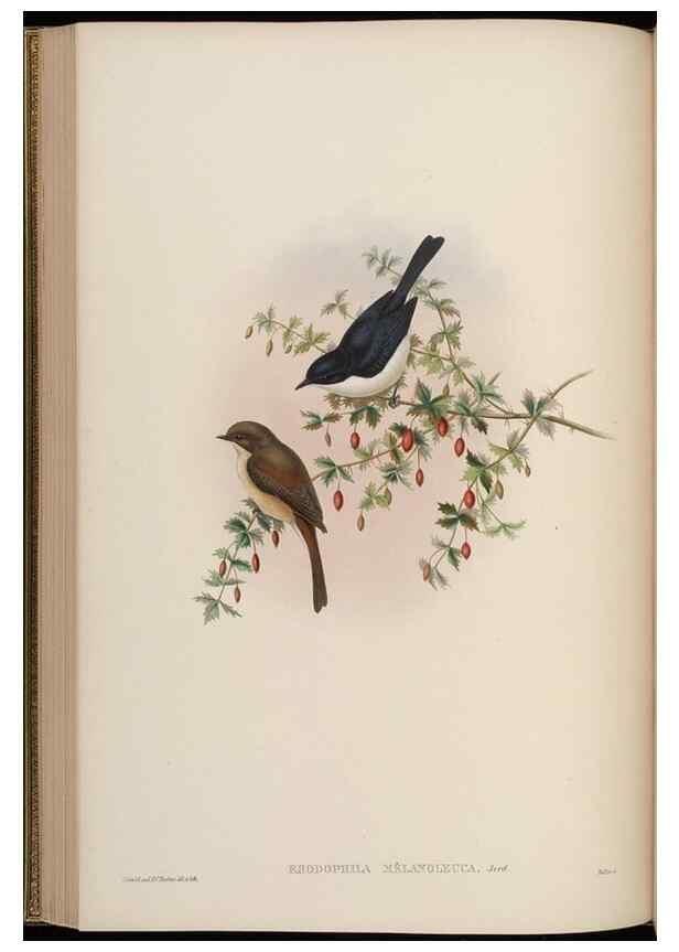 Reproducción/Reproduction 48629923418: Birds of Asia / by John Gould.. London :Printed by Taylor and Francis, pub. by the author,1850-1883.. 