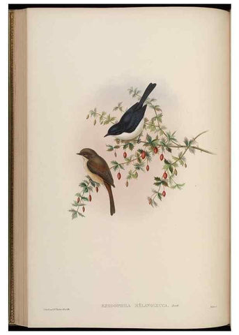 Reproducción/Reproduction 48629923418: Birds of Asia / by John Gould.. London :Printed by Taylor and Francis, pub. by the author,1850-1883.. 