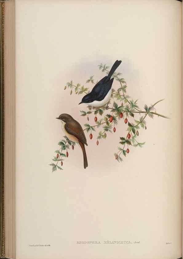 Reproducción/Reproduction 48629923418: Birds of Asia / by John Gould.. London :Printed by Taylor and Francis, pub. by the author,1850-1883.. 