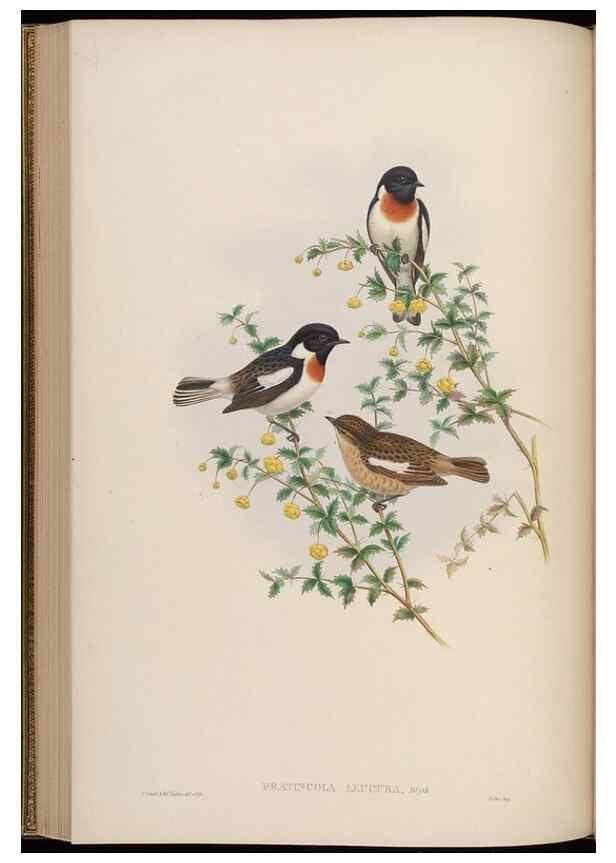 Reproducción/Reproduction 48630277496: Birds of Asia / by John Gould.. London :Printed by Taylor and Francis, pub. by the author,1850-1883.. 