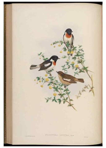 Reproducción/Reproduction 48630277496: Birds of Asia / by John Gould.. London :Printed by Taylor and Francis, pub. by the author,1850-1883.. 