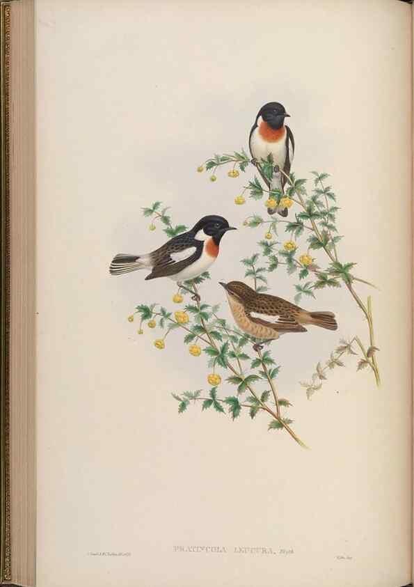 Reproducción/Reproduction 48630277496: Birds of Asia / by John Gould.. London :Printed by Taylor and Francis, pub. by the author,1850-1883.. 