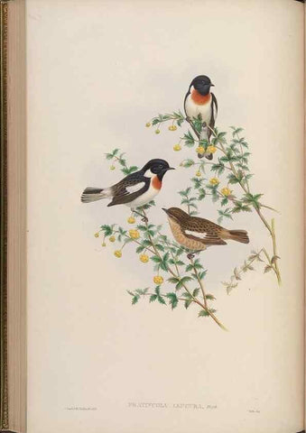 Reproducción/Reproduction 48630277496: Birds of Asia / by John Gould.. London :Printed by Taylor and Francis, pub. by the author,1850-1883.. 