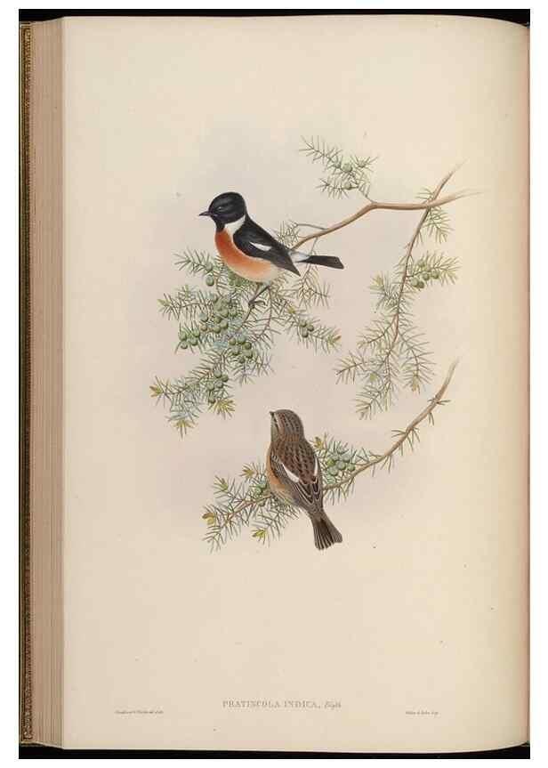 Reproducción/Reproduction 48630277821: Birds of Asia / by John Gould.. London :Printed by Taylor and Francis, pub. by the author,1850-1883.. 