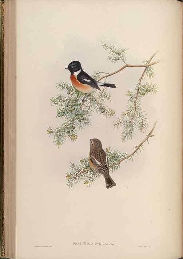 Reproducción/Reproduction 48630277821: Birds of Asia / by John Gould.. London :Printed by Taylor and Francis, pub. by the author,1850-1883.. 