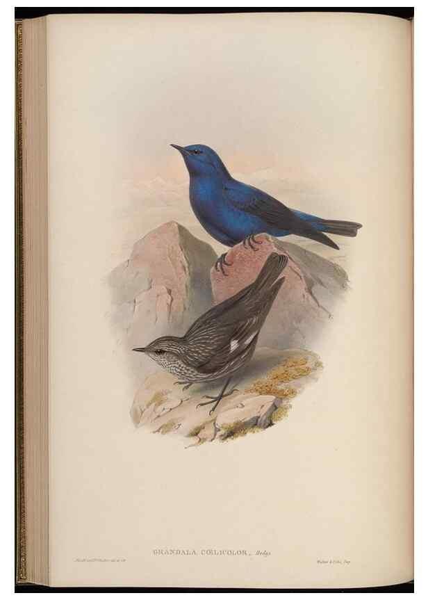 Reproducción/Reproduction 48630430342: Birds of Asia / by John Gould.. London :Printed by Taylor and Francis, pub. by the author,1850-1883.. 