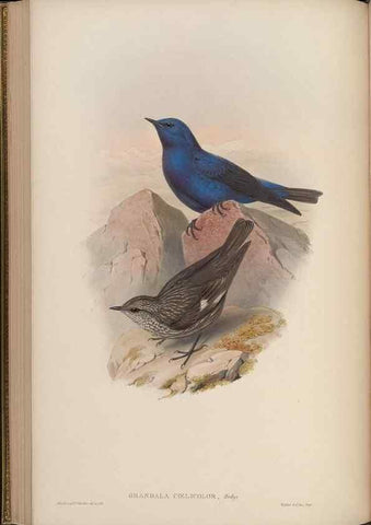 Reproducción/Reproduction 48630430342: Birds of Asia / by John Gould.. London :Printed by Taylor and Francis, pub. by the author,1850-1883.. 