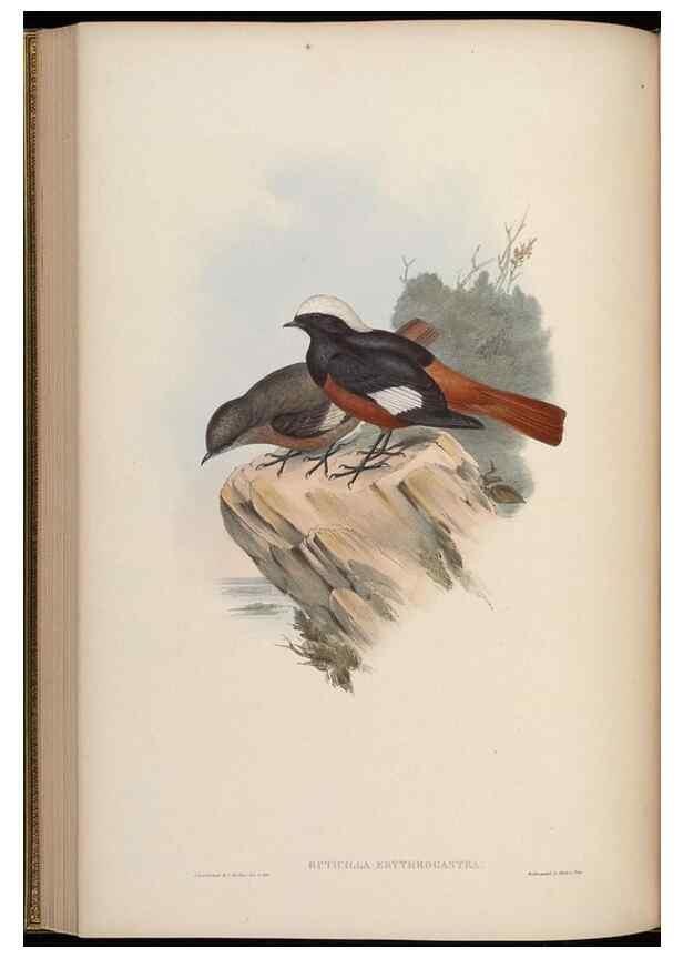 Reproducción/Reproduction 48629924848: Birds of Asia / by John Gould.. London :Printed by Taylor and Francis, pub. by the author,1850-1883.. 