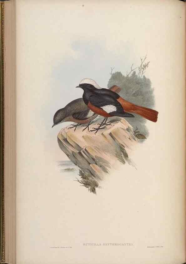 Reproducción/Reproduction 48629924848: Birds of Asia / by John Gould.. London :Printed by Taylor and Francis, pub. by the author,1850-1883.. 
