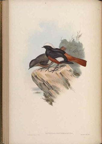Reproducción/Reproduction 48629924848: Birds of Asia / by John Gould.. London :Printed by Taylor and Francis, pub. by the author,1850-1883.. 