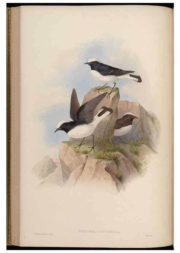 Reproducción/Reproduction 48630275731: Birds of Asia / by John Gould.. London :Printed by Taylor and Francis, pub. by the author,1850-1883.. 