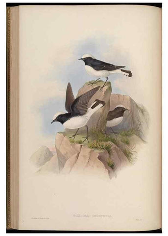Reproducción/Reproduction 48630275731: Birds of Asia / by John Gould.. London :Printed by Taylor and Francis, pub. by the author,1850-1883.. 