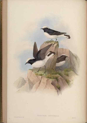 Reproducción/Reproduction 48630275731: Birds of Asia / by John Gould.. London :Printed by Taylor and Francis, pub. by the author,1850-1883.. 