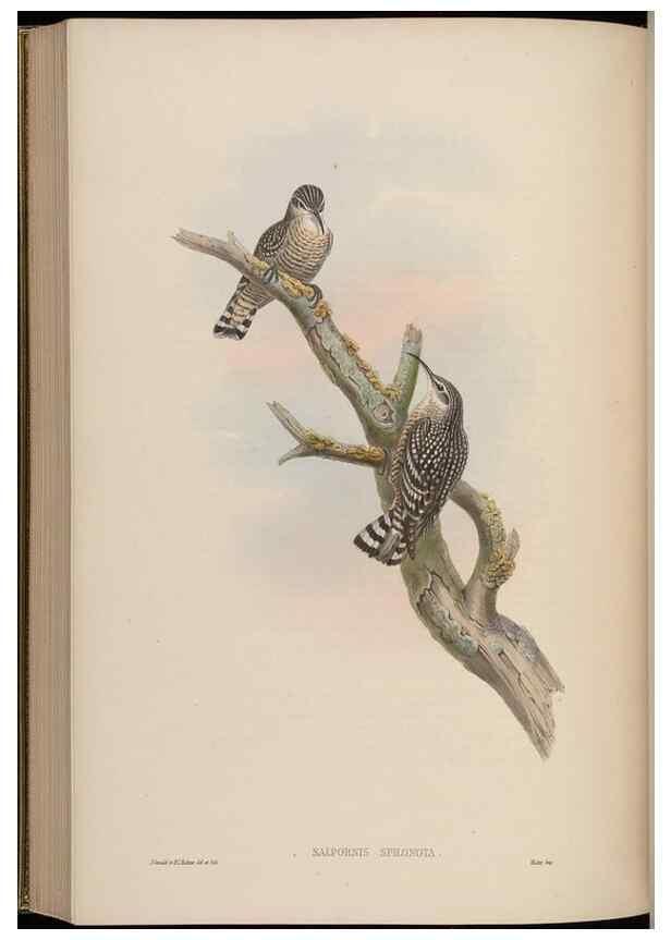 Reproducción/Reproduction 48629931093: Birds of Asia / by John Gould.. London :Printed by Taylor and Francis, pub. by the author,1850-1883.. 
