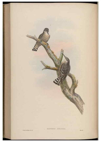 Reproducción/Reproduction 48629931093: Birds of Asia / by John Gould.. London :Printed by Taylor and Francis, pub. by the author,1850-1883.. 