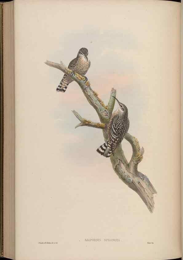 Reproducción/Reproduction 48629931093: Birds of Asia / by John Gould.. London :Printed by Taylor and Francis, pub. by the author,1850-1883.. 
