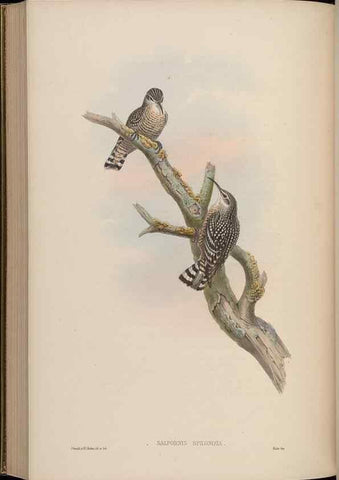 Reproducción/Reproduction 48629931093: Birds of Asia / by John Gould.. London :Printed by Taylor and Francis, pub. by the author,1850-1883.. 