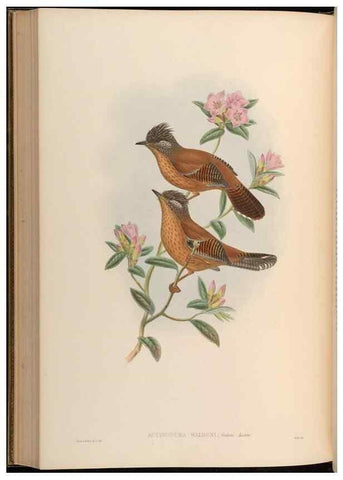 Reproducción/Reproduction 48630340442: Birds of Asia / by John Gould.. London :Printed by Taylor and Francis, pub. by the author,1850-1883.. 