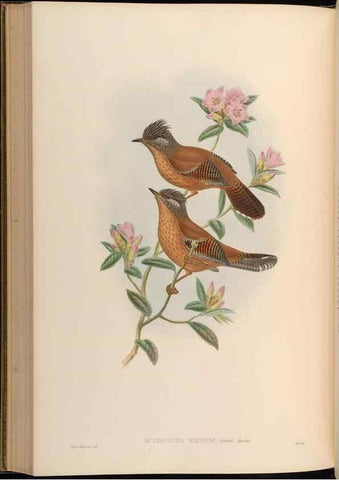 Reproducción/Reproduction 48630340442: Birds of Asia / by John Gould.. London :Printed by Taylor and Francis, pub. by the author,1850-1883.. 
