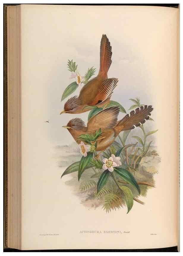 Reproducción/Reproduction 48630339712: Birds of Asia / by John Gould.. London :Printed by Taylor and Francis, pub. by the author,1850-1883.. 