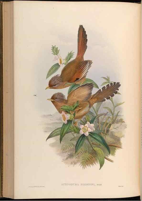 Reproducción/Reproduction 48630339712: Birds of Asia / by John Gould.. London :Printed by Taylor and Francis, pub. by the author,1850-1883.. 
