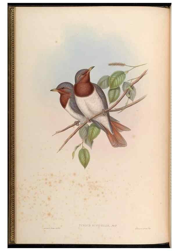 Reproducción/Reproduction 48629809588: Birds of Asia / by John Gould.. London :Printed by Taylor and Francis, pub. by the author,1850-1883.. 