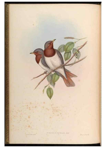 Reproducción/Reproduction 48629809588: Birds of Asia / by John Gould.. London :Printed by Taylor and Francis, pub. by the author,1850-1883.. 