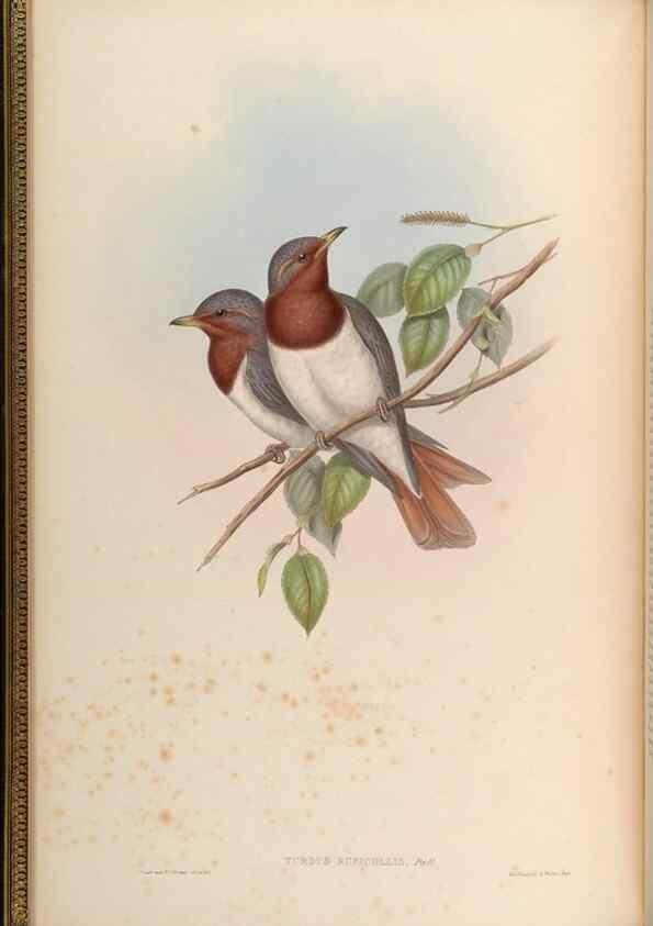 Reproducción/Reproduction 48629809588: Birds of Asia / by John Gould.. London :Printed by Taylor and Francis, pub. by the author,1850-1883.. 