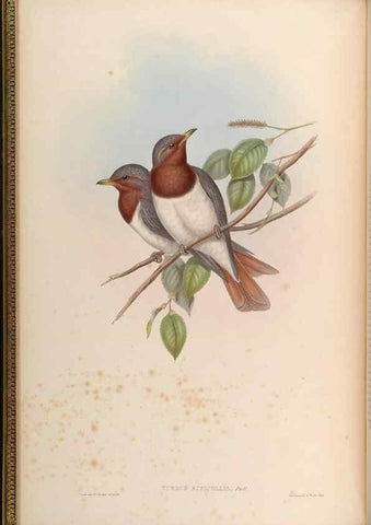 Reproducción/Reproduction 48629809588: Birds of Asia / by John Gould.. London :Printed by Taylor and Francis, pub. by the author,1850-1883.. 