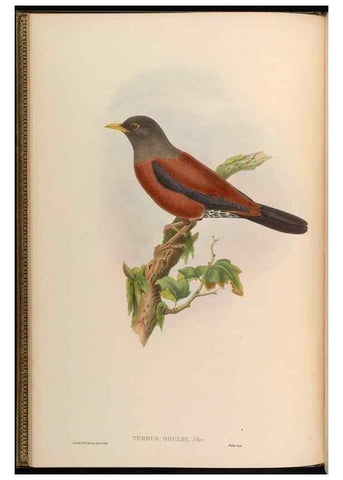 Reproducción/Reproduction 48630163111: Birds of Asia / by John Gould.. London :Printed by Taylor and Francis, pub. by the author,1850-1883.. 