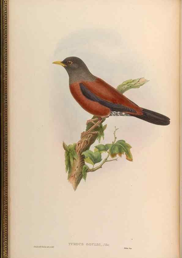 Reproducción/Reproduction 48630163111: Birds of Asia / by John Gould.. London :Printed by Taylor and Francis, pub. by the author,1850-1883.. 