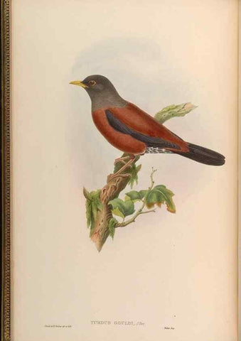 Reproducción/Reproduction 48630163111: Birds of Asia / by John Gould.. London :Printed by Taylor and Francis, pub. by the author,1850-1883.. 