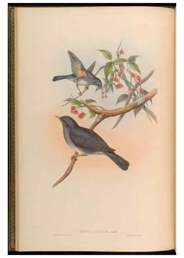 Reproducción/Reproduction 48629810328: Birds of Asia / by John Gould.. London :Printed by Taylor and Francis, pub. by the author,1850-1883.. 