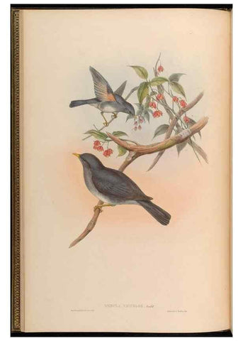 Reproducción/Reproduction 48629810328: Birds of Asia / by John Gould.. London :Printed by Taylor and Francis, pub. by the author,1850-1883.. 