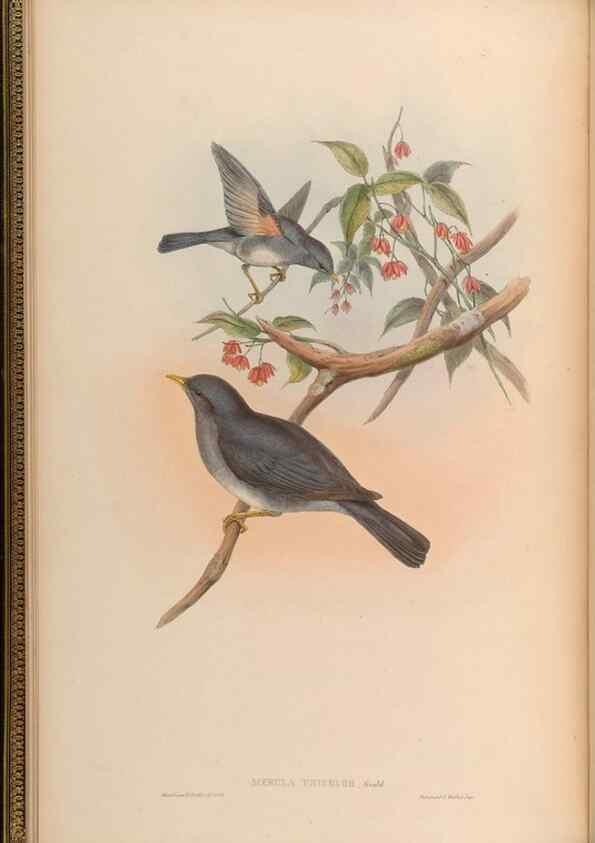 Reproducción/Reproduction 48629810328: Birds of Asia / by John Gould.. London :Printed by Taylor and Francis, pub. by the author,1850-1883.. 
