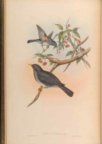 Reproducción/Reproduction 48629810328: Birds of Asia / by John Gould.. London :Printed by Taylor and Francis, pub. by the author,1850-1883.. 
