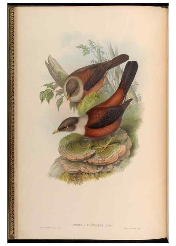 Reproducción/Reproduction 48630317472: Birds of Asia / by John Gould.. London :Printed by Taylor and Francis, pub. by the author,1850-1883.. 